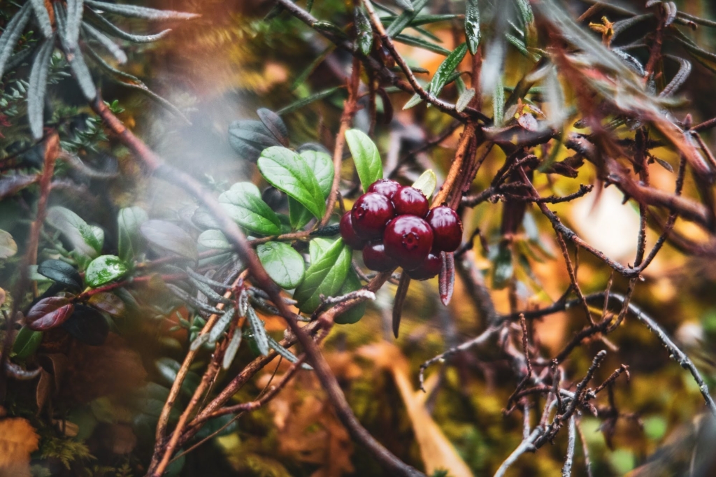 Metsähyvinvointikeskus: Syksyinen lähikuva runsaasta, tummanpunaisesta puolukkatertusta.