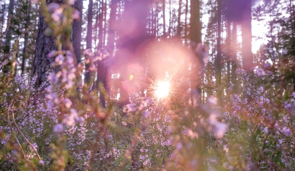 Vastavaloon otetussa kuvassa aurinko loistaa mäntymetsän pohjalle vaaleanpunaisten kanervankukintojen lävitse kirkkaana ja kauniina. Hyvinvointia omaan elämään saa metsästä.