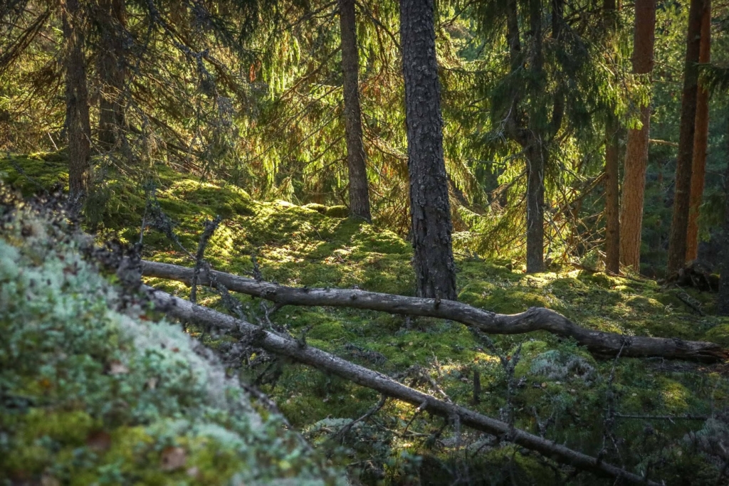 Iltapäivän auringonvalo Pääkaupunkiseutu tarjoaa hienoja metsiä: Sammaleisessa havumetsässä makaa kelopuita ja kasvaa mäntyjä ja kuusia. Auringon vastavalo valaisee maiseman ihanan lämpimästi.