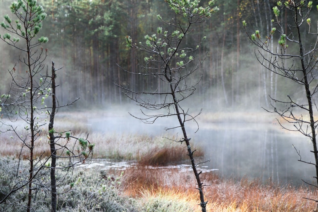 Syysaamu metsälammella Metsälammen pinnalla on usvaa ja sen rannoilla kasvaa punertavaa heinikkoa sekä pinnalla lumpeenlehtiä. Kuvan etualalla kasvaa hyvin ohuita mäntyjä. Tutkimus