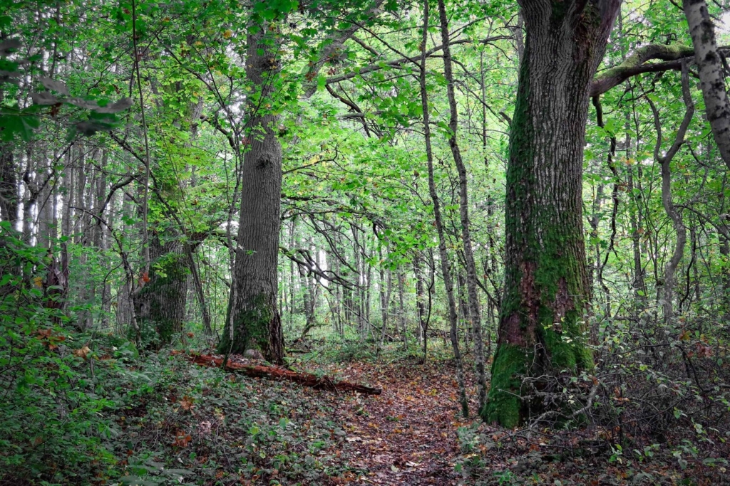 Tammien katveessa Kesäinen kuva lehtometsästä, jossa paksujen tammenrunkojen välistä kulkee punaruskeiden lehtien täyttämä polku. Moni tutkimus kertoo metsän olevan hyväksi terveydelle.