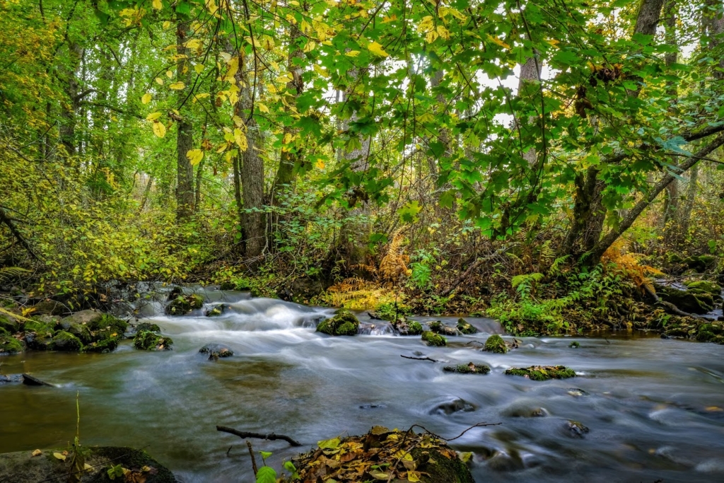 Metsähyvinvointikeskus: Syksyisessä kuvassa pieni metsäjoki virtaa vaahteroiden ja leppien alla. Joessa on sammaleisia kiviä ja sen rannoilla kasvaa saniaisia.