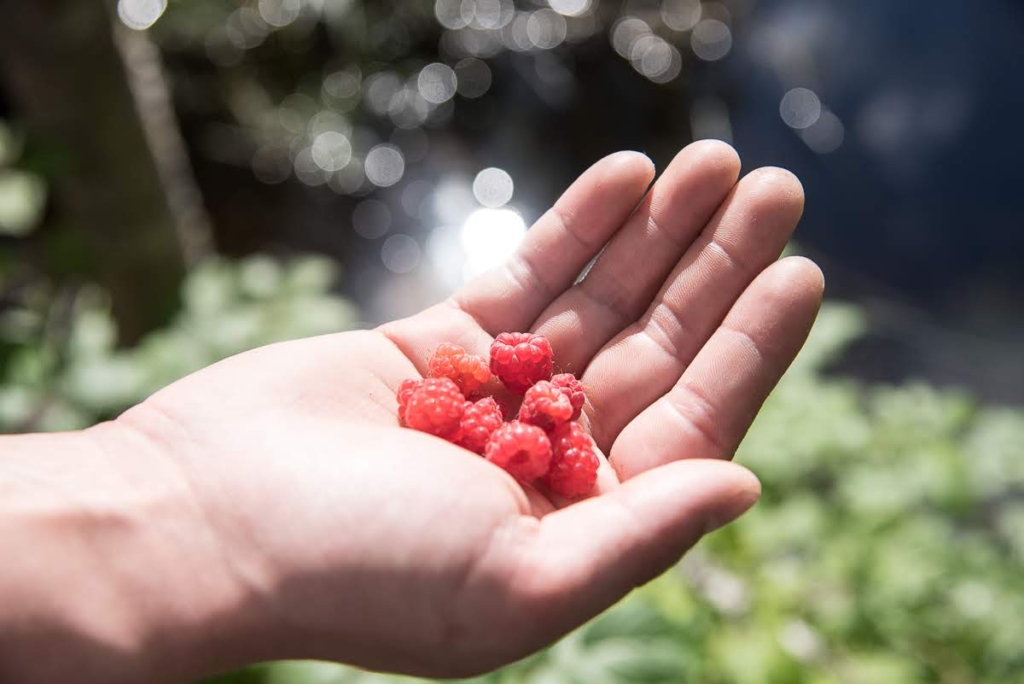 Rantametsän aarteita, vadelmia Pääkaupunkiseutu tarjoaa hienoja metsiä: Aurinkoinen lähikuva kädestä joka pitelee herkullisen näköisiä vadelmia. Taustalla auringonvalo välkehtii veden pinnalla vehreän rannan takana.