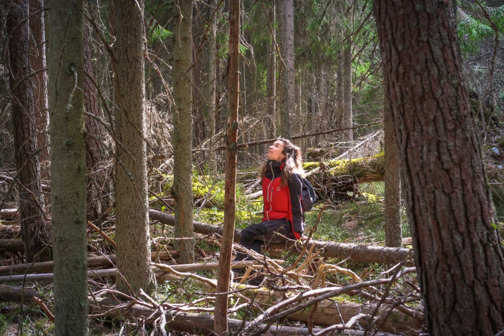 Hyvinvointia työhön metsästä. Kuvan metsässä kasvaa kuusia ja mäntyjä, ja sen pohjalla on paljon myös kaatuneita puita. Kuvan keskellä punatakkinen nainen istuu kaatuneella puunrungolla katse suunnattuna ylös kohti metsän valoisia latvuksia.