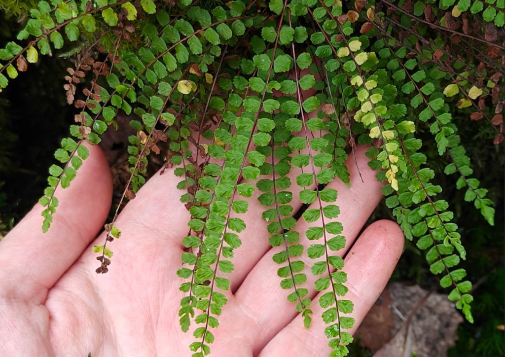 Metsähyvinvointikeskus: Lähikuva hennosta saniaiskasvista, jota ihmisen käsi koskettaa varovasti alta päin.