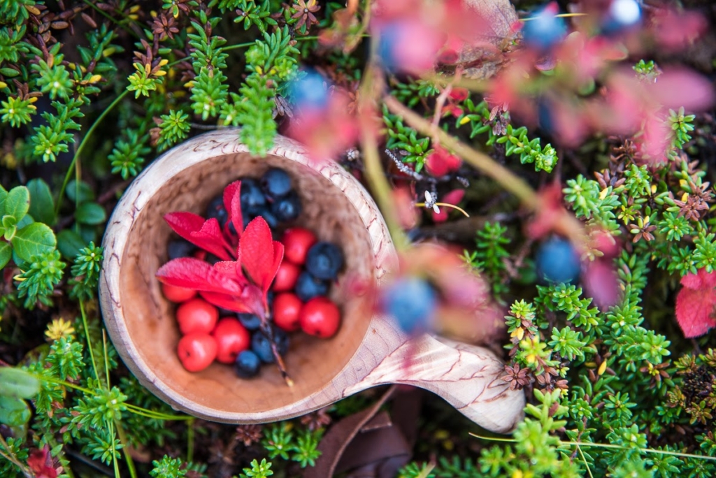 Hyvinvointia omaan elämään. Ylhäältä otetussa kuvassa on kuksa, jossa on sinisiä ja punaisia marjoja sekä punainen riekonmarjan varpu. Kuksa lepää syksyisen variksenmarja- ja mustikkakasvuston keskellä.